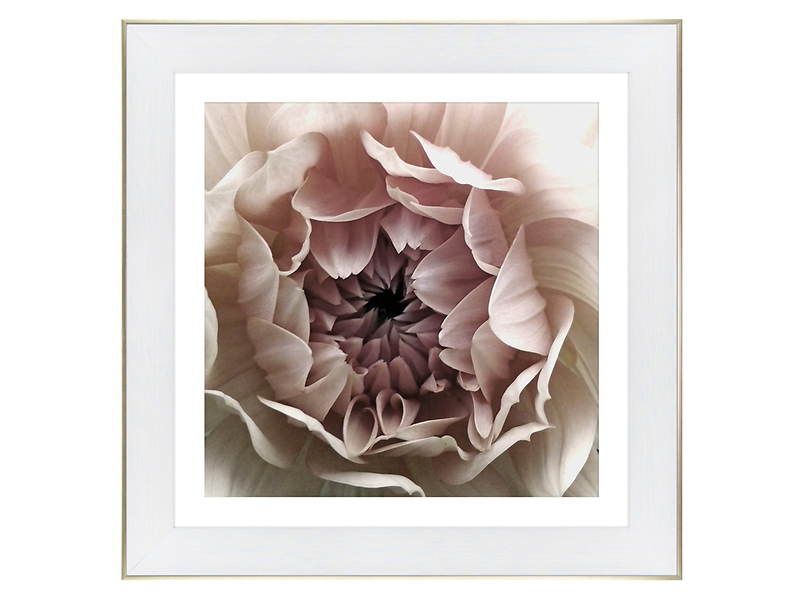 Obraz Biała Dalia 70x70 cm 50071