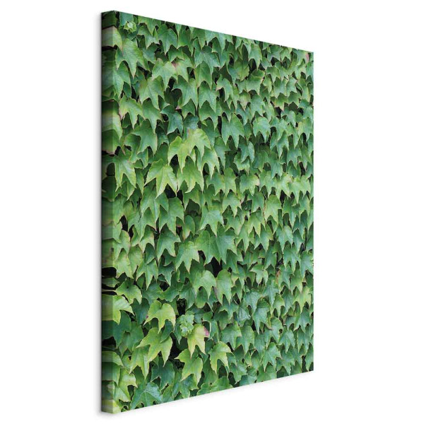 Obraz Bluszcz 60 x 90 cm 598473