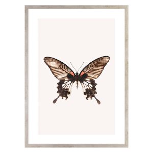 Obraz Brown Butterfly 50×70 cm 50073 Obraz Brown Butterfly 50×70 cm 50073