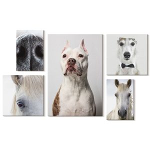Obraz canvas 5 części Zwierzęce portrety|20×30, 30×30, 40×60|Wallfluent 797226 Obraz canvas 5 części Zwierzęce portrety|20×30, 30×30, 40×60|Wallfluent 797226