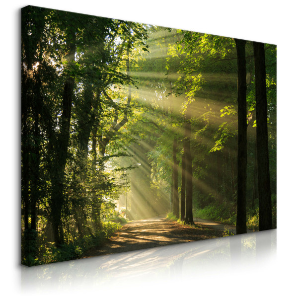 Obraz Canvas Promienie Słońca W Lesie 70x50cm 576928