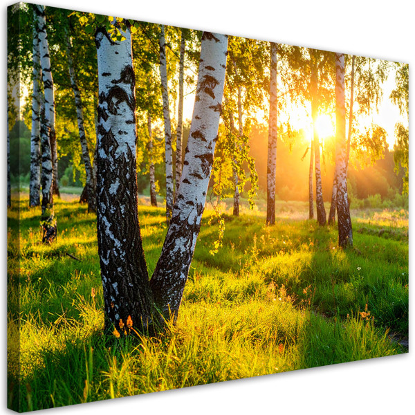 Obraz do salonu sypialni biura, Brzozowy las natura pejzaż 45x30 890729