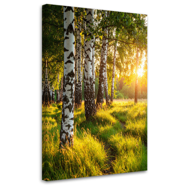 Obraz do salonu sypialni biura, Brzozowy las natura pejzaż 60x90 887112