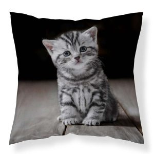 Poszewka 40×40 kotek szary MF050 A – Fun Dreams 965007 Poszewka 40×40 kotek szary MF050 A – Fun Dreams 965007